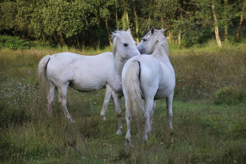 Villa La Petite Bretonne Plounerin Esterno foto